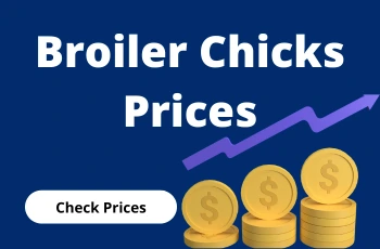 Broiler-Chicks-Prices