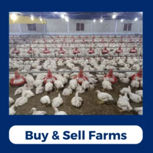 Buy & Sell Farms poultry farms
