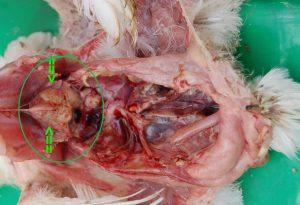 E.coli Symptoms and Prevention in Poultry